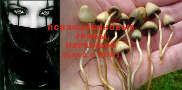 PSILOCYBIN Новокубанск